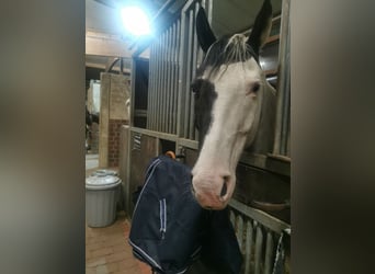 Paint Horse, Caballo castrado, 12 años, 166 cm, Overo-todas las-capas