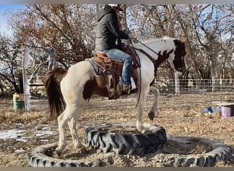 Paint Horse, Caballo castrado, 12 años, 180 cm, White/Blanco