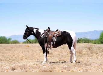 Paint Horse, Caballo castrado, 12 años, Negro