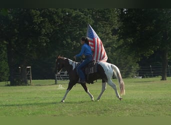 Paint Horse, Caballo castrado, 13 años, 145 cm, Alazán-tostado