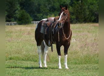 Paint Horse, Caballo castrado, 13 años, 145 cm, Alazán-tostado