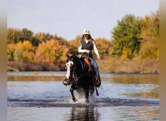 Paint Horse, Caballo castrado, 13 años, 145 cm, Negro