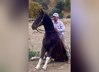 Paint Horse, Caballo castrado, 13 años, 145 cm, Tobiano-todas las-capas