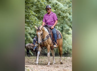 Paint Horse, Caballo castrado, 13 años, 147 cm, Buckskin/Bayo