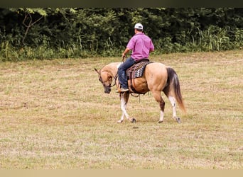 Paint Horse, Caballo castrado, 13 años, 147 cm, Buckskin/Bayo