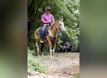 Paint Horse, Caballo castrado, 13 años, 147 cm, Buckskin/Bayo