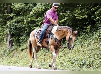 Paint Horse, Caballo castrado, 13 años, 147 cm, Buckskin/Bayo