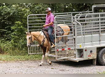 Paint Horse, Caballo castrado, 13 años, 147 cm, Buckskin/Bayo