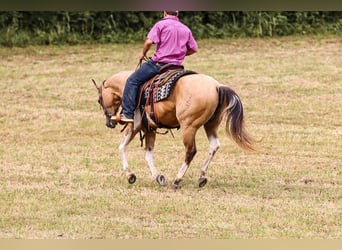 Paint Horse, Caballo castrado, 13 años, 147 cm, Buckskin/Bayo