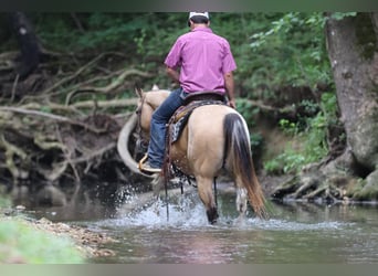 Paint Horse, Caballo castrado, 13 años, 147 cm, Buckskin/Bayo