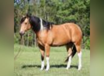 Paint Horse, Caballo castrado, 13 años, 150 cm, Buckskin/Bayo