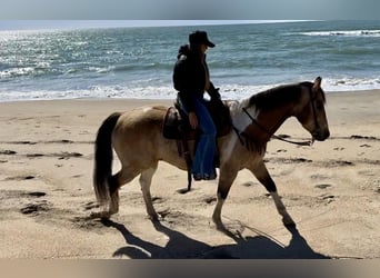 Paint Horse, Caballo castrado, 13 años, 152 cm, Buckskin/Bayo