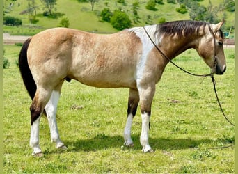 Paint Horse, Caballo castrado, 13 años, 152 cm, Buckskin/Bayo