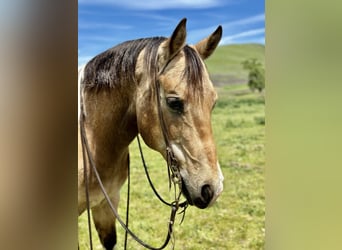 Paint Horse, Caballo castrado, 13 años, 152 cm, Buckskin/Bayo