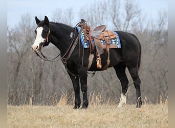 Paint Horse, Caballo castrado, 13 años, 152 cm, Overo-todas las-capas