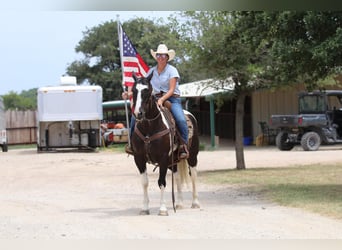 Paint Horse, Caballo castrado, 13 años, 152 cm, Tobiano-todas las-capas