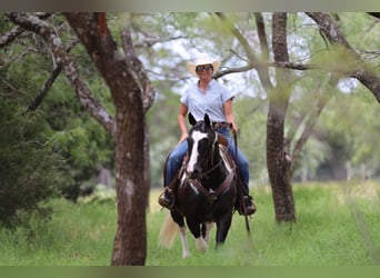 Paint Horse, Caballo castrado, 13 años, 152 cm, Tobiano-todas las-capas