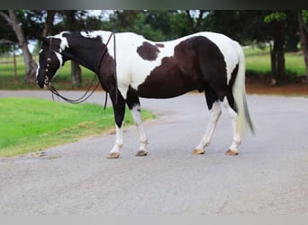 Paint Horse, Caballo castrado, 13 años, 152 cm, Tobiano-todas las-capas