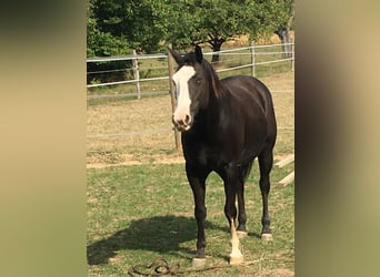 Paint Horse, Caballo castrado, 13 años, 153 cm, Negro