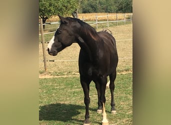 Paint Horse, Caballo castrado, 13 años, 153 cm, Negro