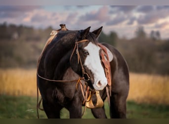 Paint Horse, Caballo castrado, 13 años, 155 cm, Negro