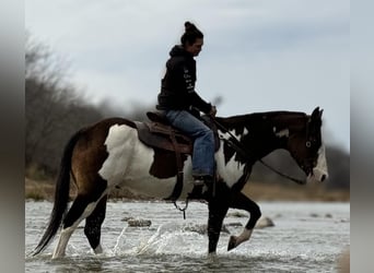 Paint Horse, Caballo castrado, 13 años, 155 cm, Overo-todas las-capas