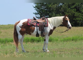 Paint Horse, Caballo castrado, 13 años, 155 cm, Tobiano-todas las-capas