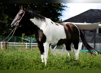 Paint Horse, Caballo castrado, 13 años, 157 cm, Pío