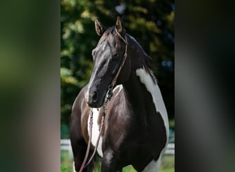 Paint Horse, Caballo castrado, 13 años, 157 cm, Pío