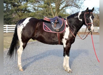 Paint Horse, Caballo castrado, 13 años, 163 cm