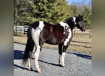 Paint Horse, Caballo castrado, 13 años, 163 cm