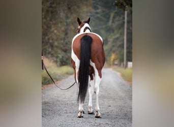 Paint Horse Mestizo, Caballo castrado, 13 años
