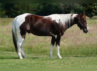 Paint Horse, Caballo castrado, 14 años, 145 cm, Alazán-tostado