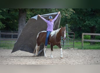 Paint Horse, Caballo castrado, 14 años, 145 cm, Alazán-tostado