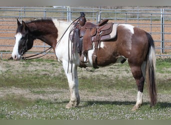 Paint Horse, Caballo castrado, 14 años, 147 cm