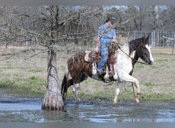 Paint Horse, Caballo castrado, 14 años, 147 cm