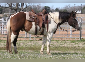 Paint Horse, Caballo castrado, 14 años, 147 cm