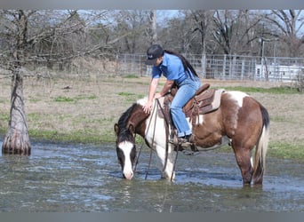 Paint Horse, Caballo castrado, 14 años, 147 cm