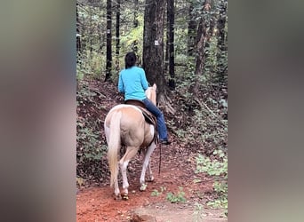 Paint Horse, Caballo castrado, 14 años, 150 cm, Palomino