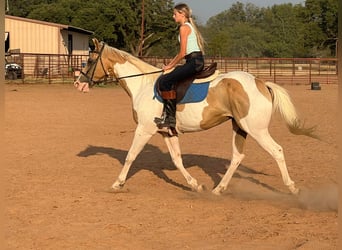 Paint Horse, Caballo castrado, 14 años, 150 cm, Palomino