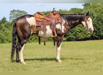 Paint Horse Mestizo, Caballo castrado, 14 años, 152 cm