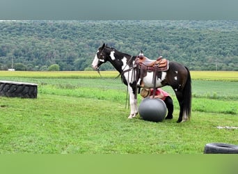 Paint Horse Mestizo, Caballo castrado, 14 años, 152 cm