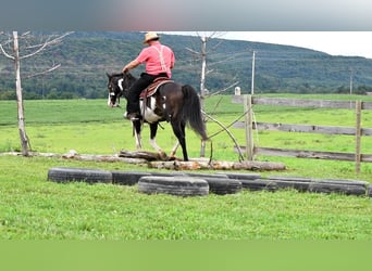 Paint Horse Mestizo, Caballo castrado, 14 años, 152 cm