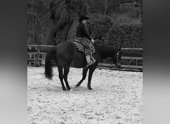 Paint Horse, Caballo castrado, 14 años, 155 cm, Castaño oscuro