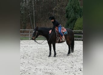 Paint Horse, Caballo castrado, 14 años, 155 cm, Castaño oscuro