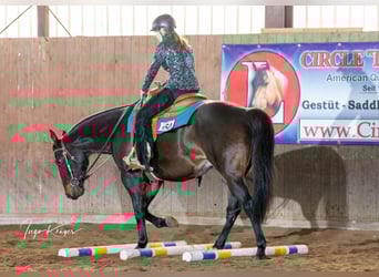 Paint Horse, Caballo castrado, 14 años, 155 cm, Castaño oscuro