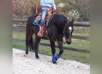 Paint Horse, Caballo castrado, 14 años, 155 cm, Castaño oscuro
