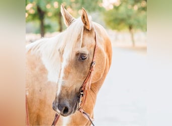 Paint Horse, Caballo castrado, 14 años, 155 cm, Palomino