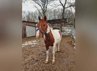 Paint Horse, Caballo castrado, 14 años, 155 cm, Pío