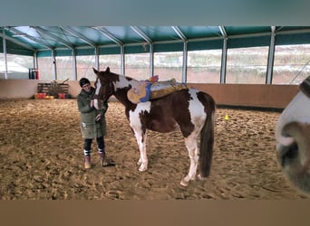 Paint Horse Mestizo, Caballo castrado, 14 años, 161 cm, Pío